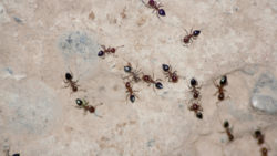 ant control murrieta