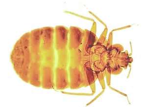 murrieta bed bug control