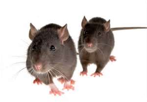 murrieta rat control