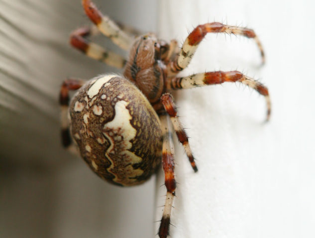 murrieta spider control