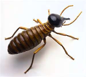 murrieta termite control